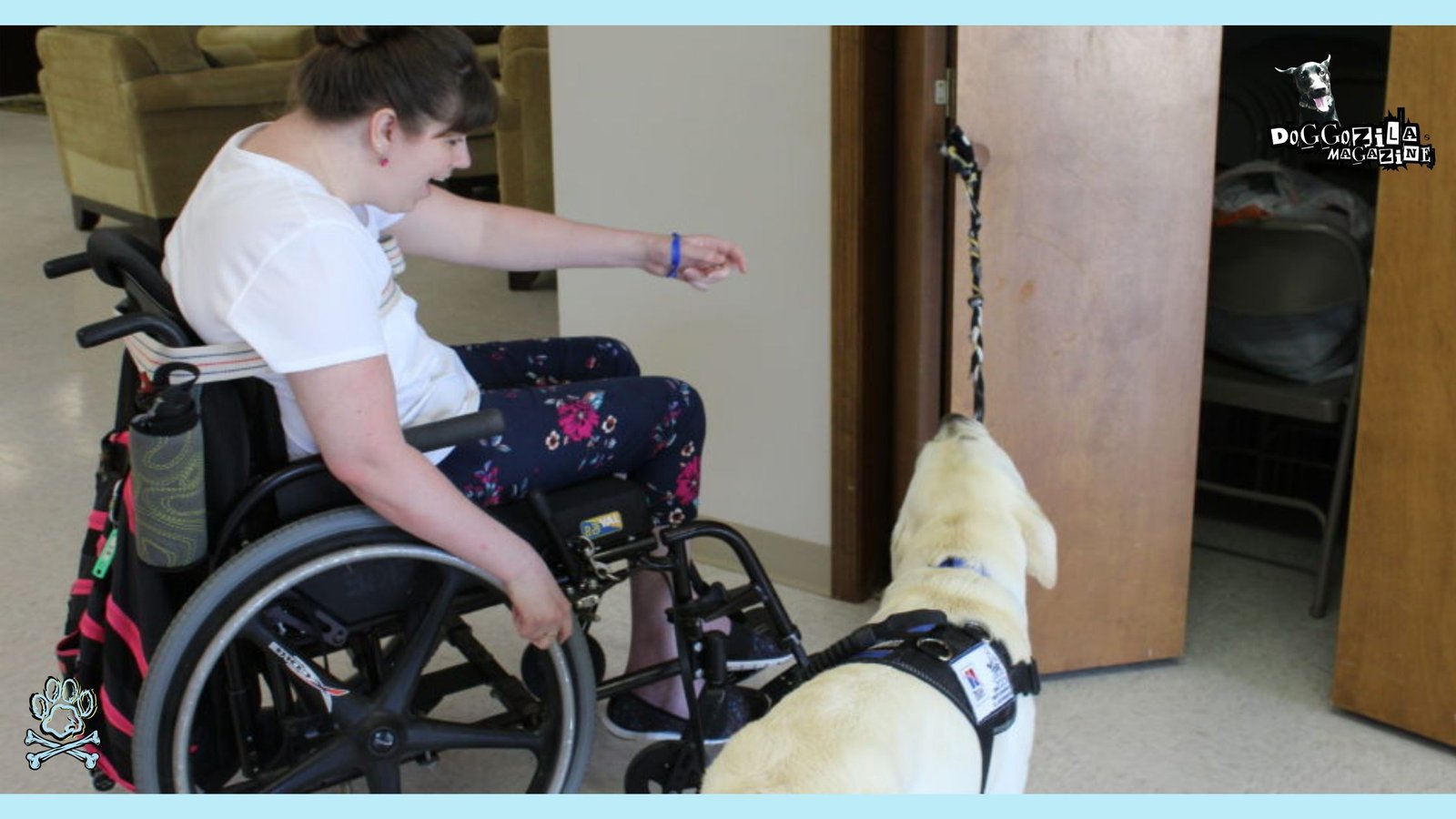 labrador helping his owner