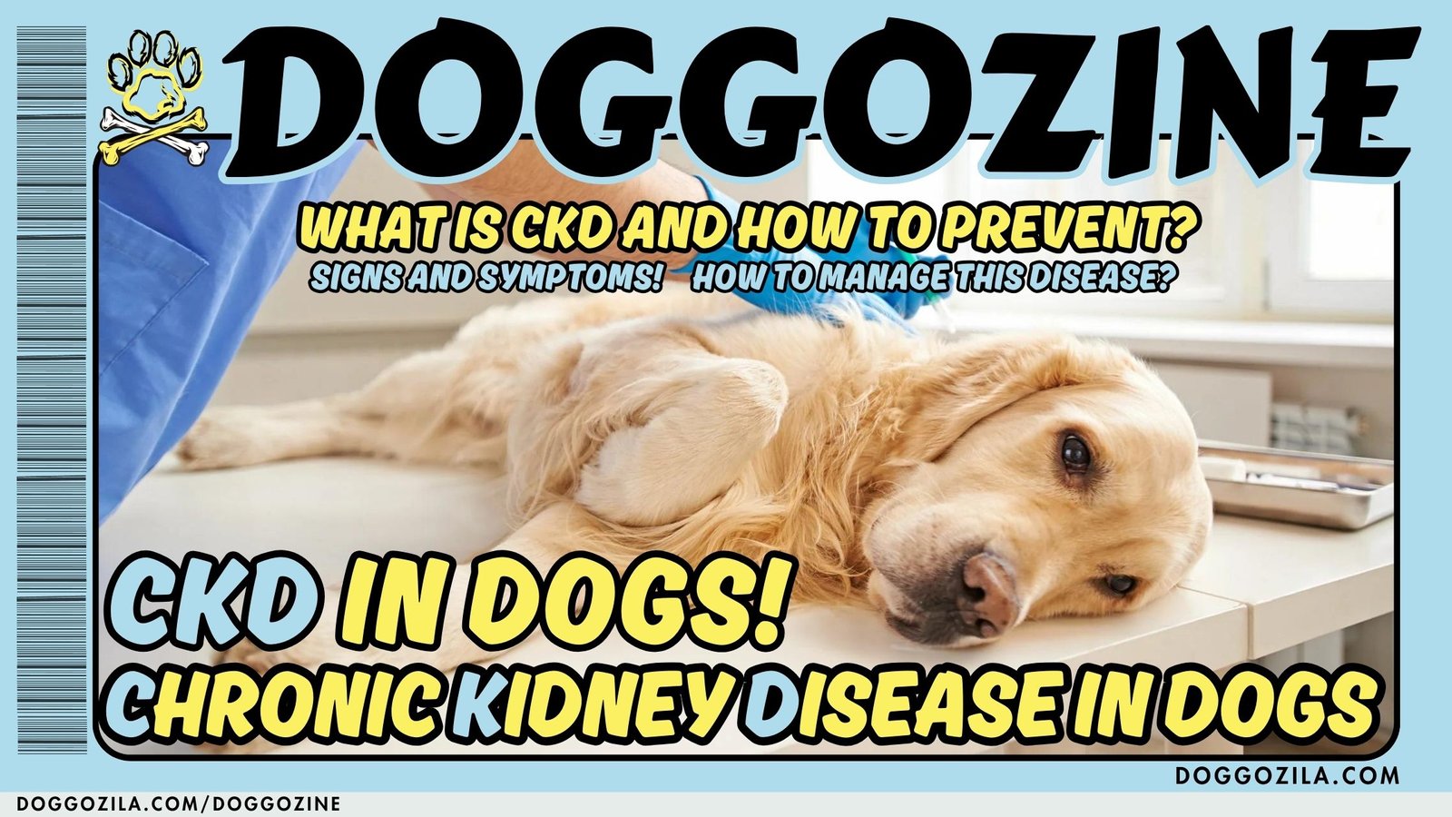 CHRONIC KIDNEY DISEASE IN DOGS (CKD)