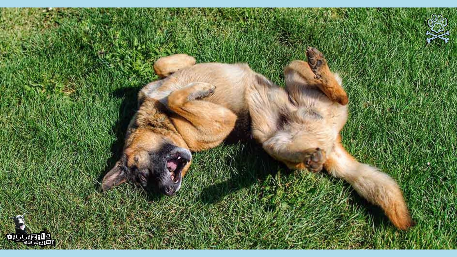 Puppy play in the grass