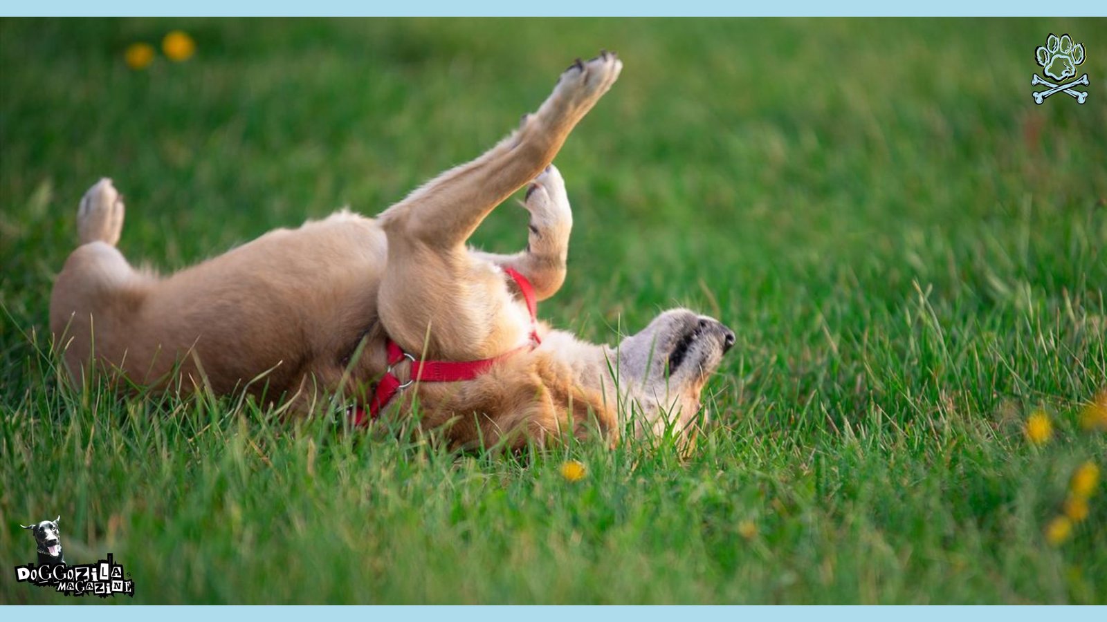 dog enjoy in the grass