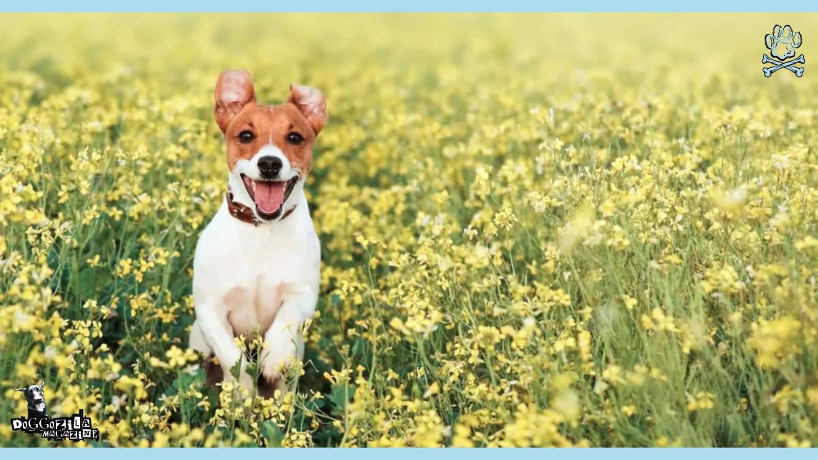 dog smile to the camera