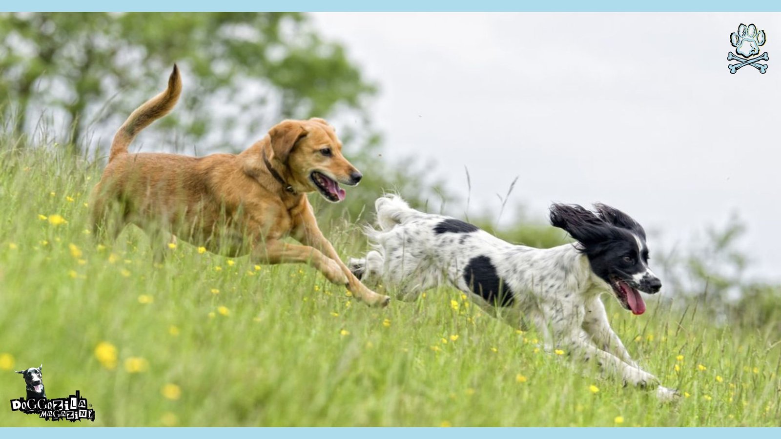 dogs running down the hill