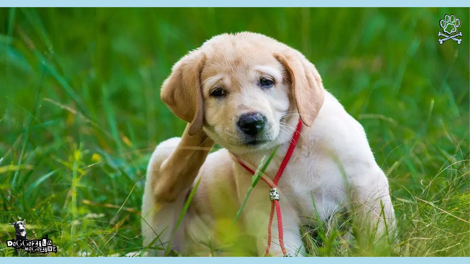 little puppy scratching his head