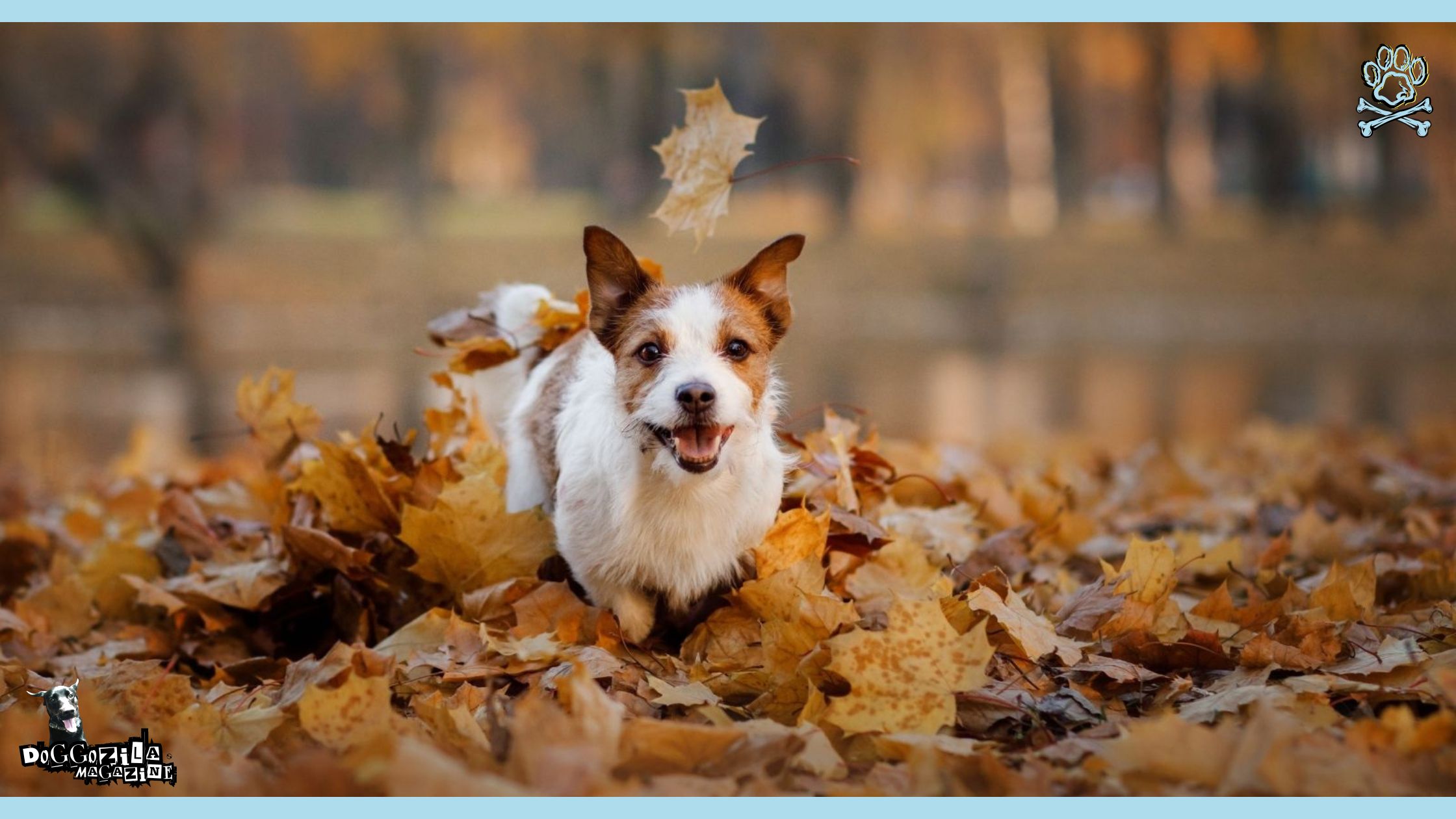 puppy playing in the leaves