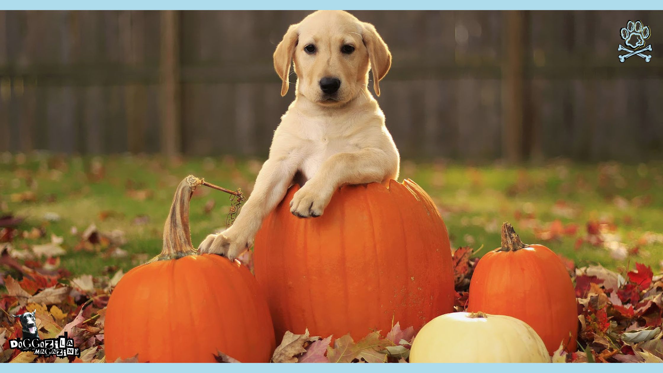 Dogs in the Fall