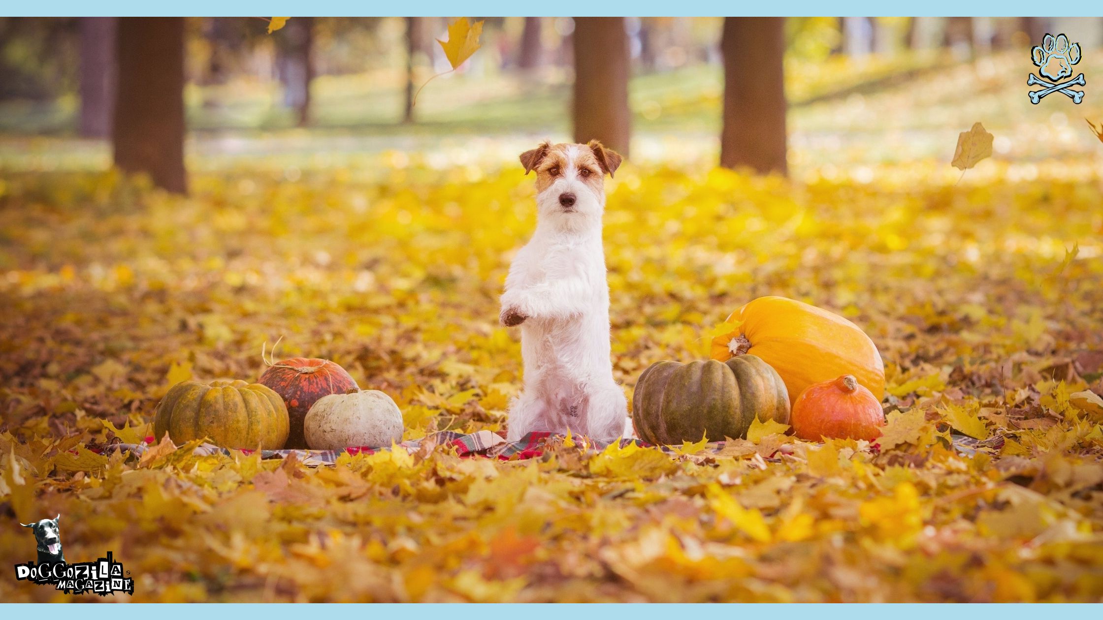 Dogs in the Fall