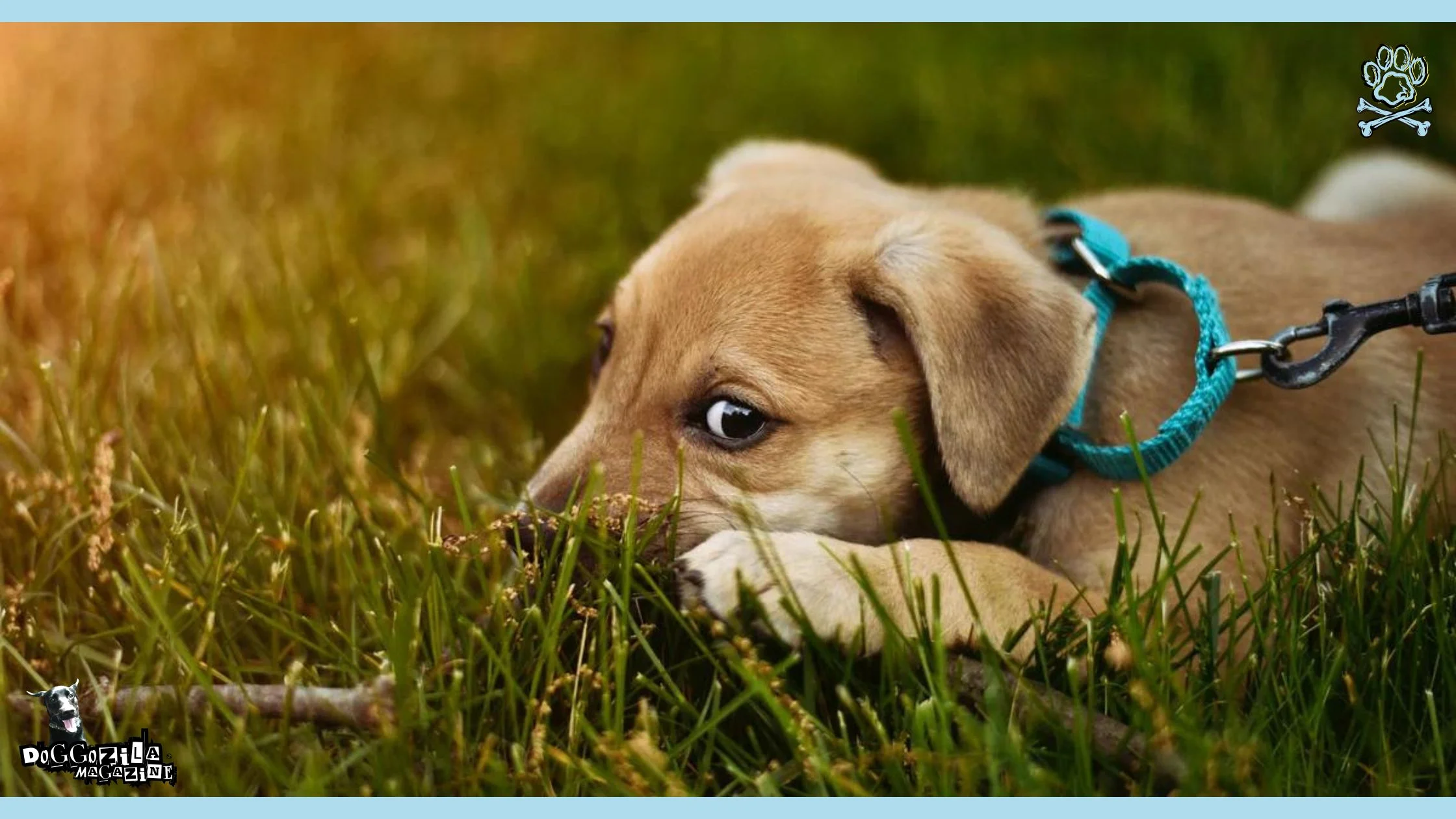 little puppy eating a stick