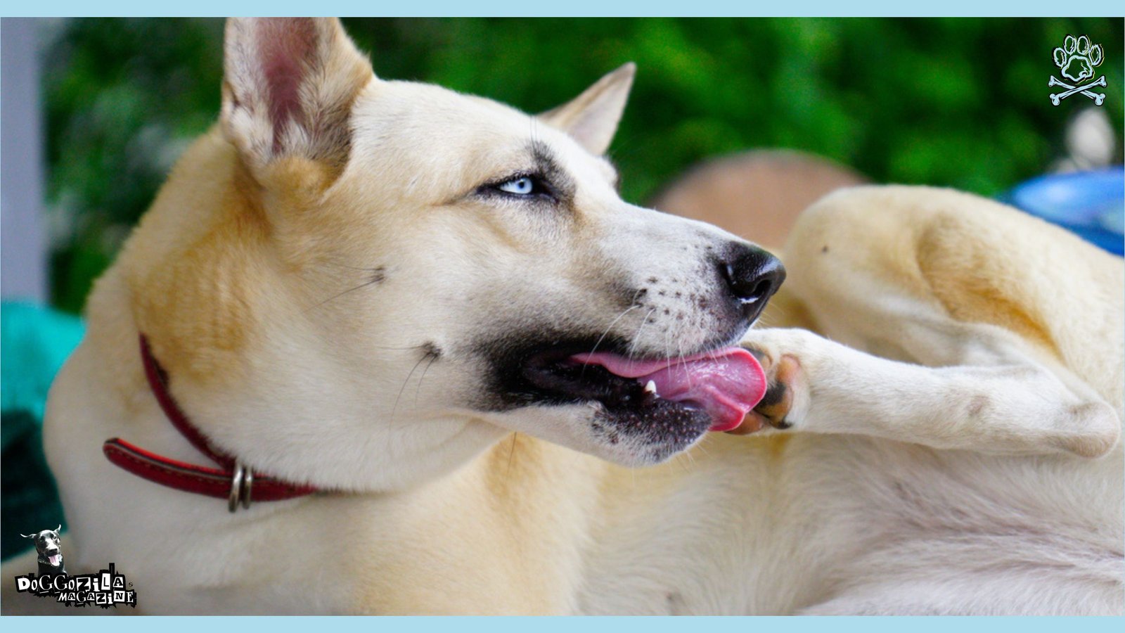 Dog licking his paw