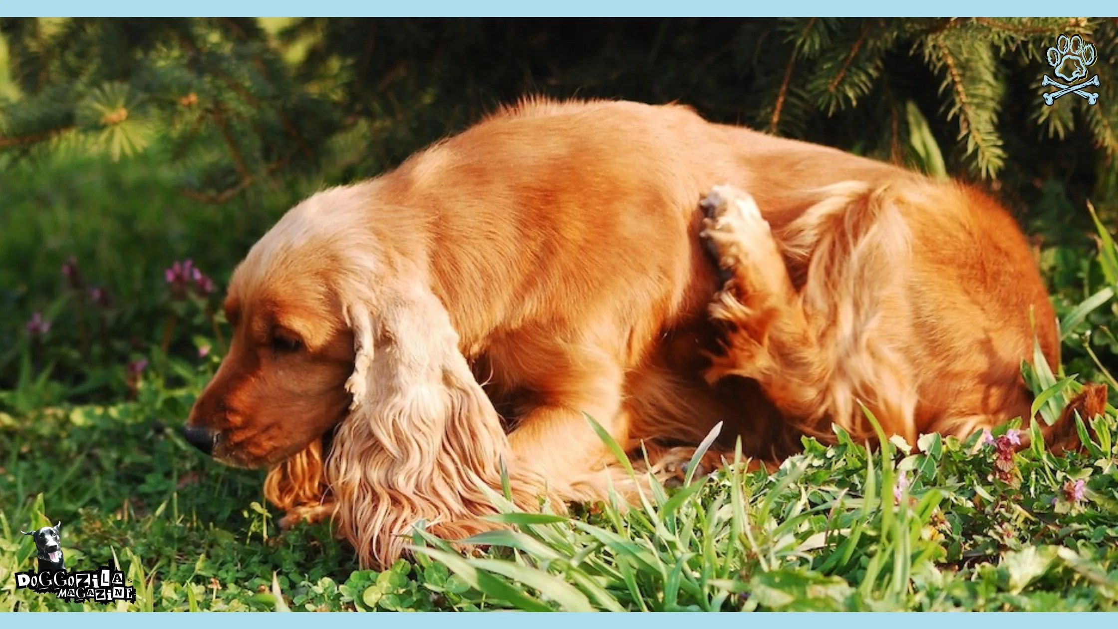 Grass Allergies in Dogs