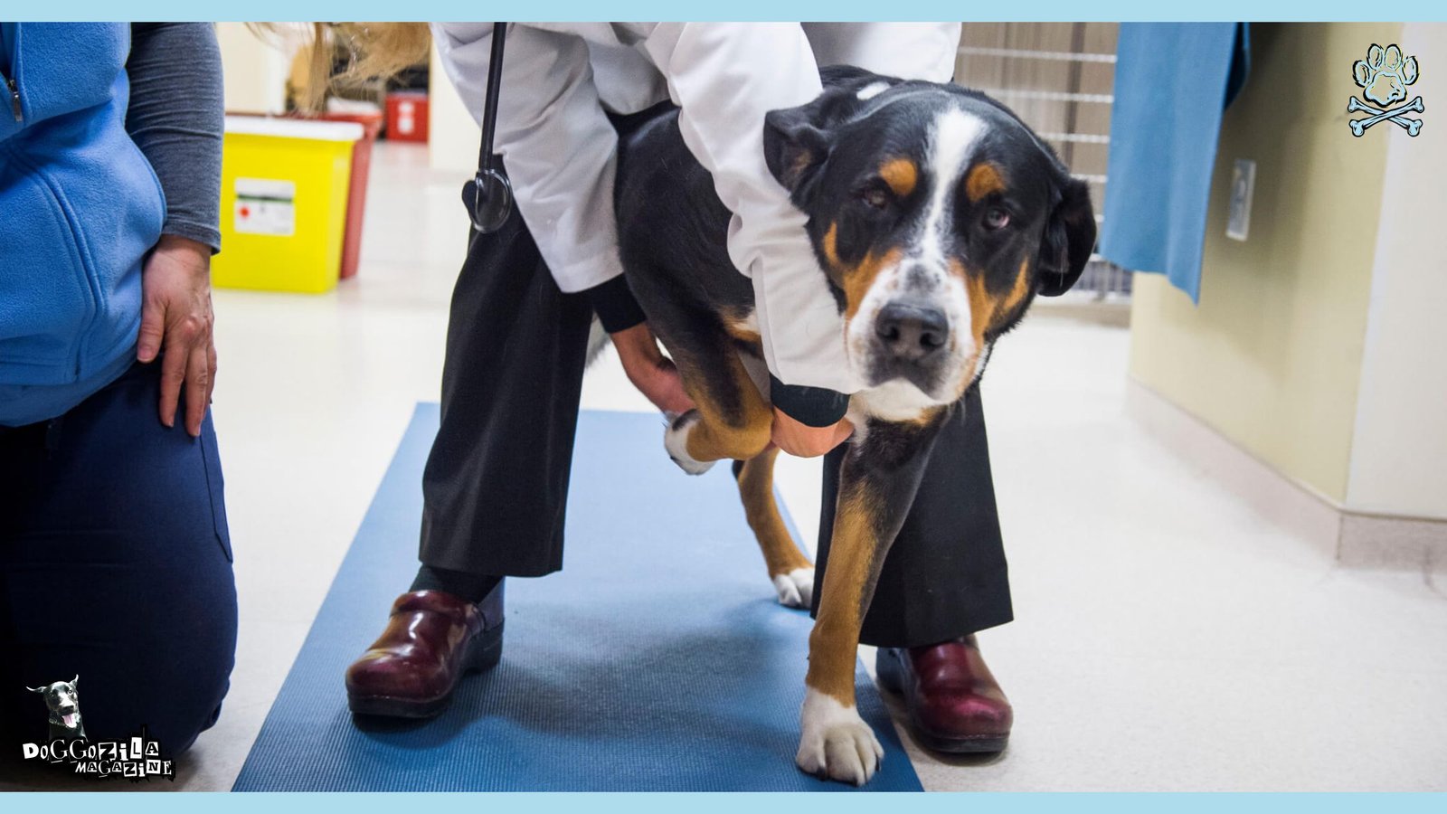 dog at the vet