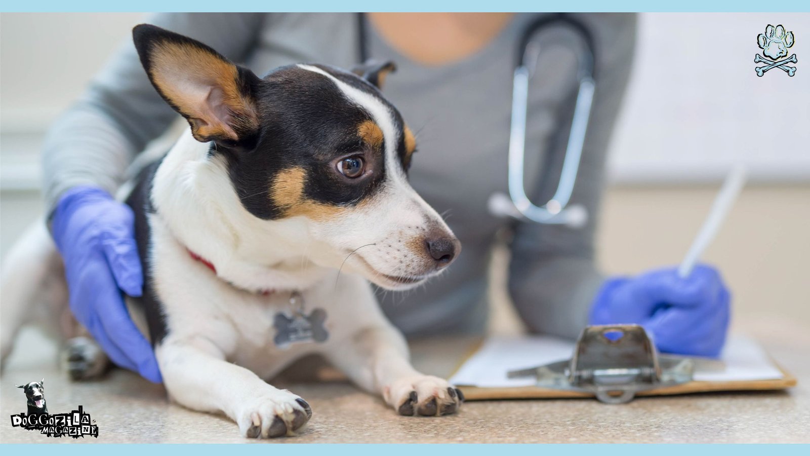 dog at the vet