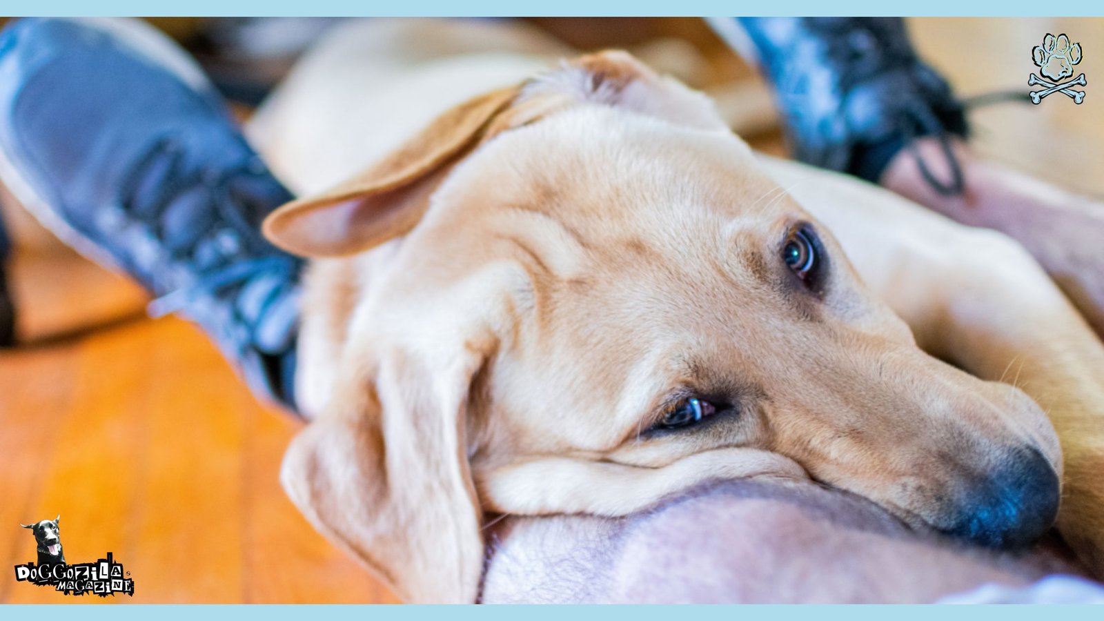 Neurological Diseases in Dogs