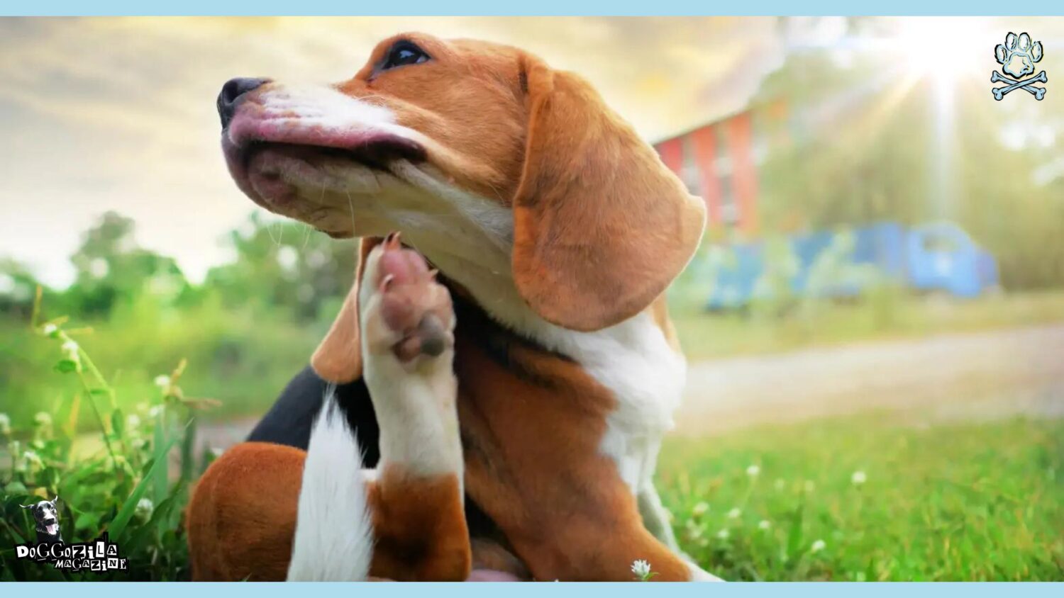Grass Allergies in Dogs: Symptoms, Causes, and Treatments • Doggozila