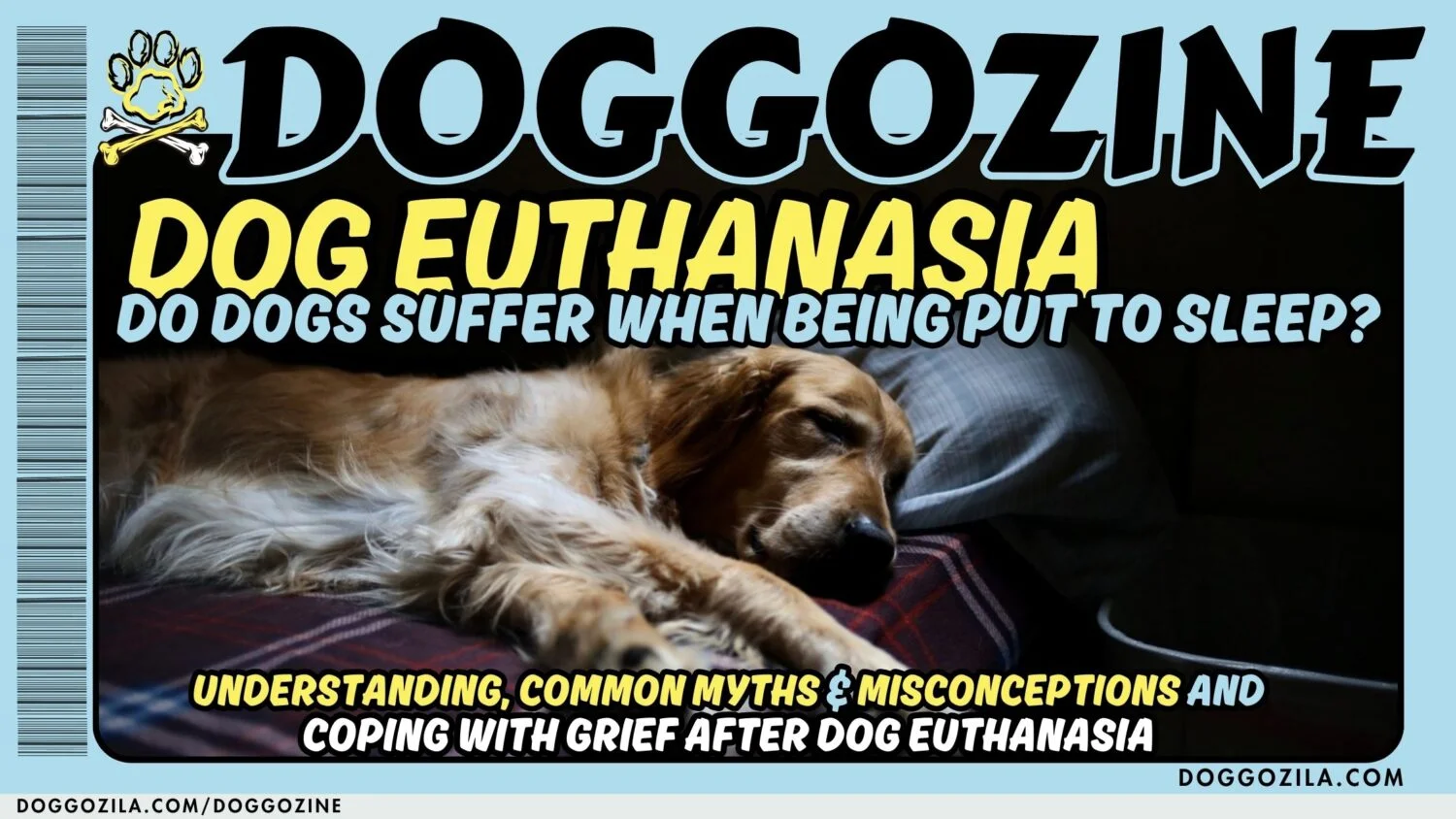 dog euthanasia