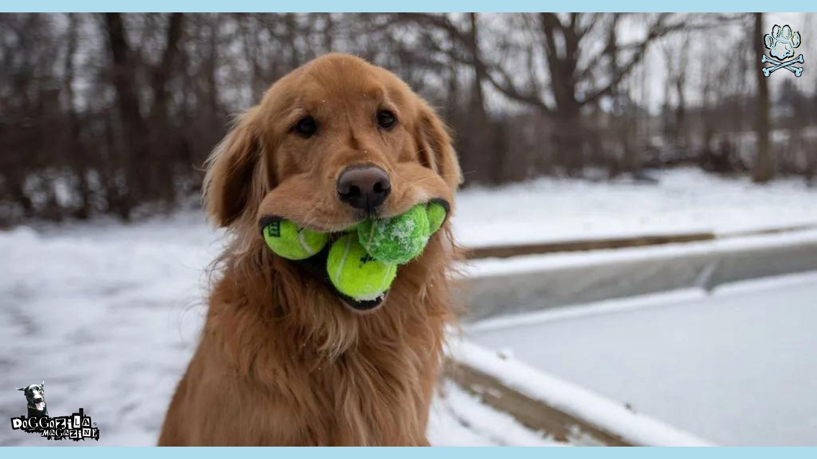 mouthful golden retriever