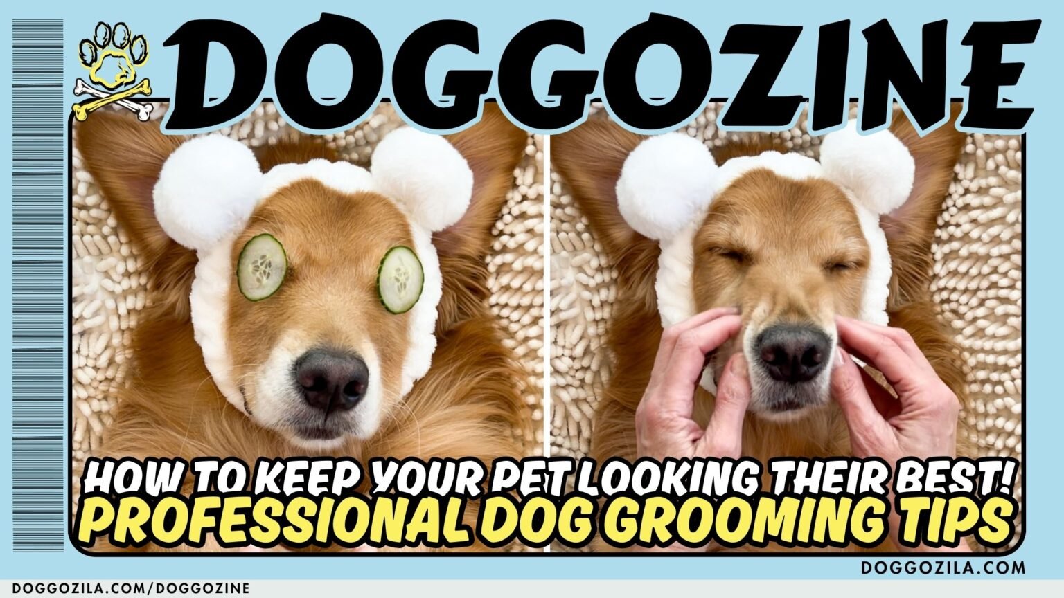 dog grooming tips