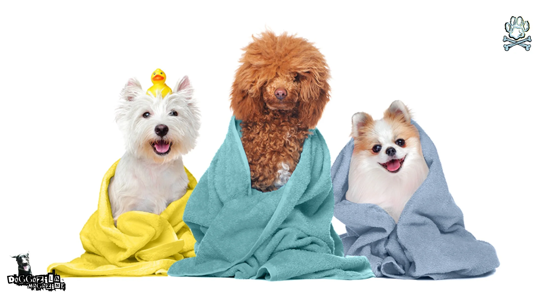 dog grooming dog grooming tips