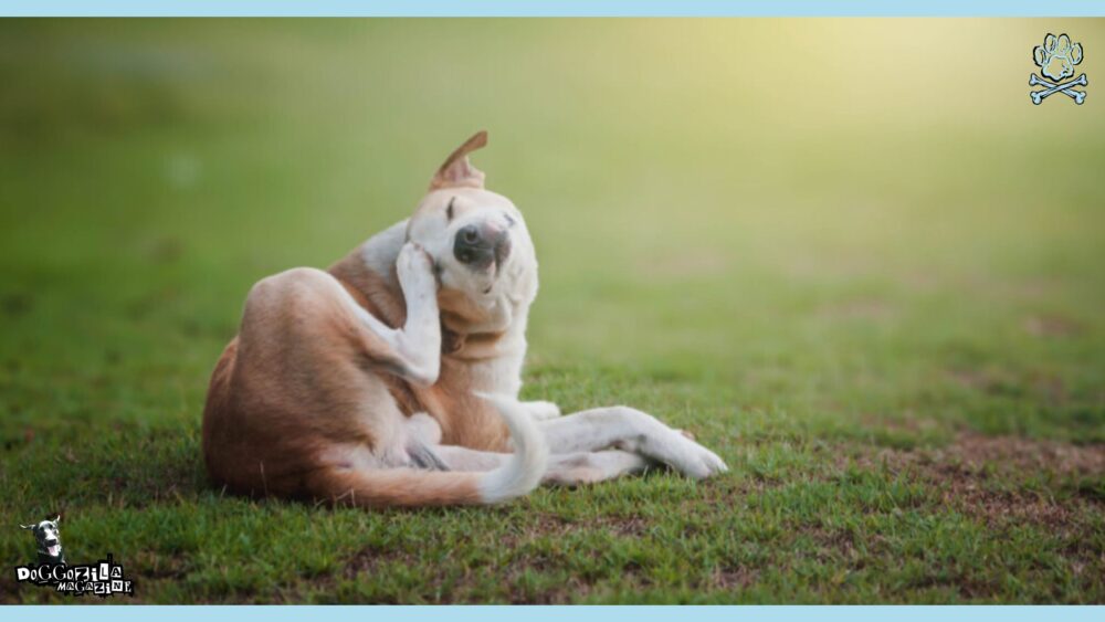 Grass Allergies in Dogs: Symptoms, Causes, and Treatments • Doggozila