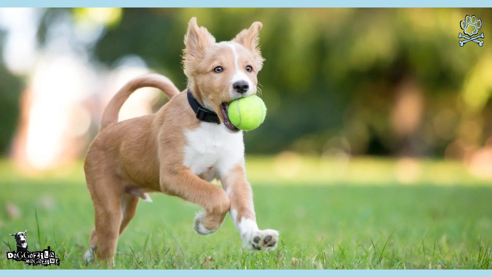 tennis balls and dogs