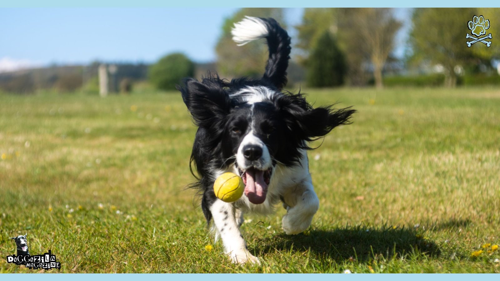 dogs and tennis balls