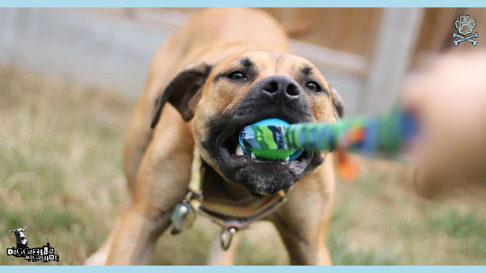 dogs training with tennis balls