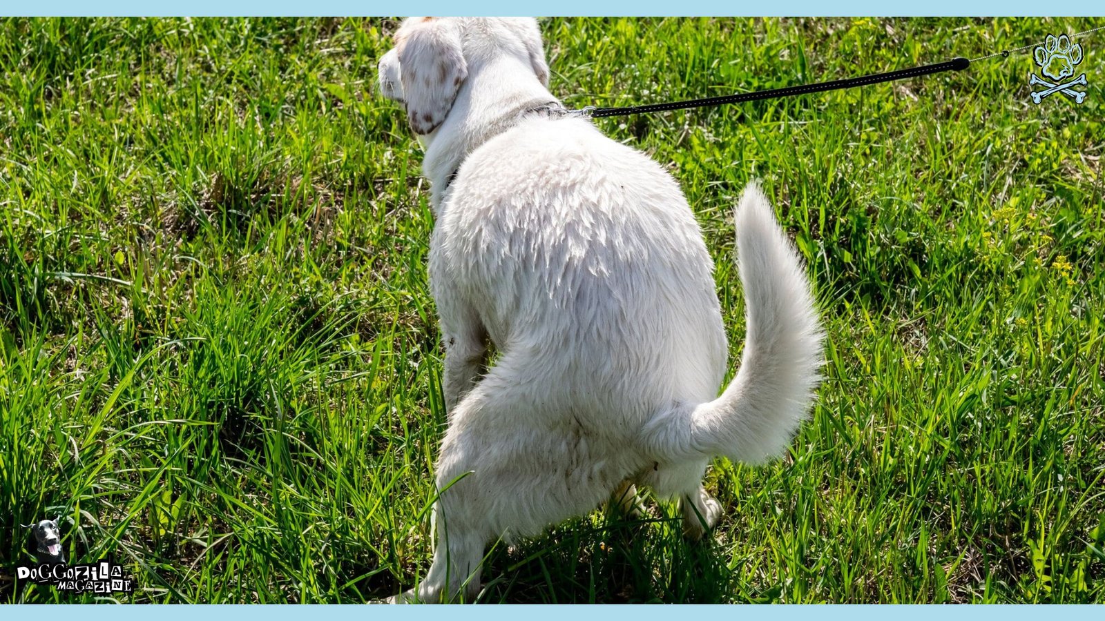 white labrador