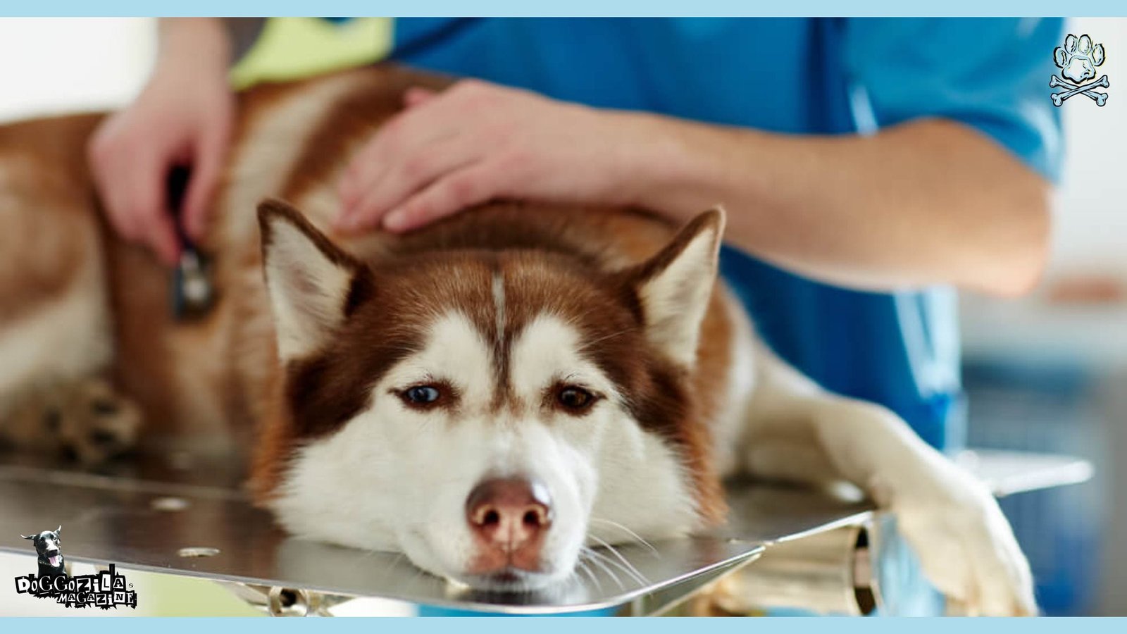 husky dog at the vet