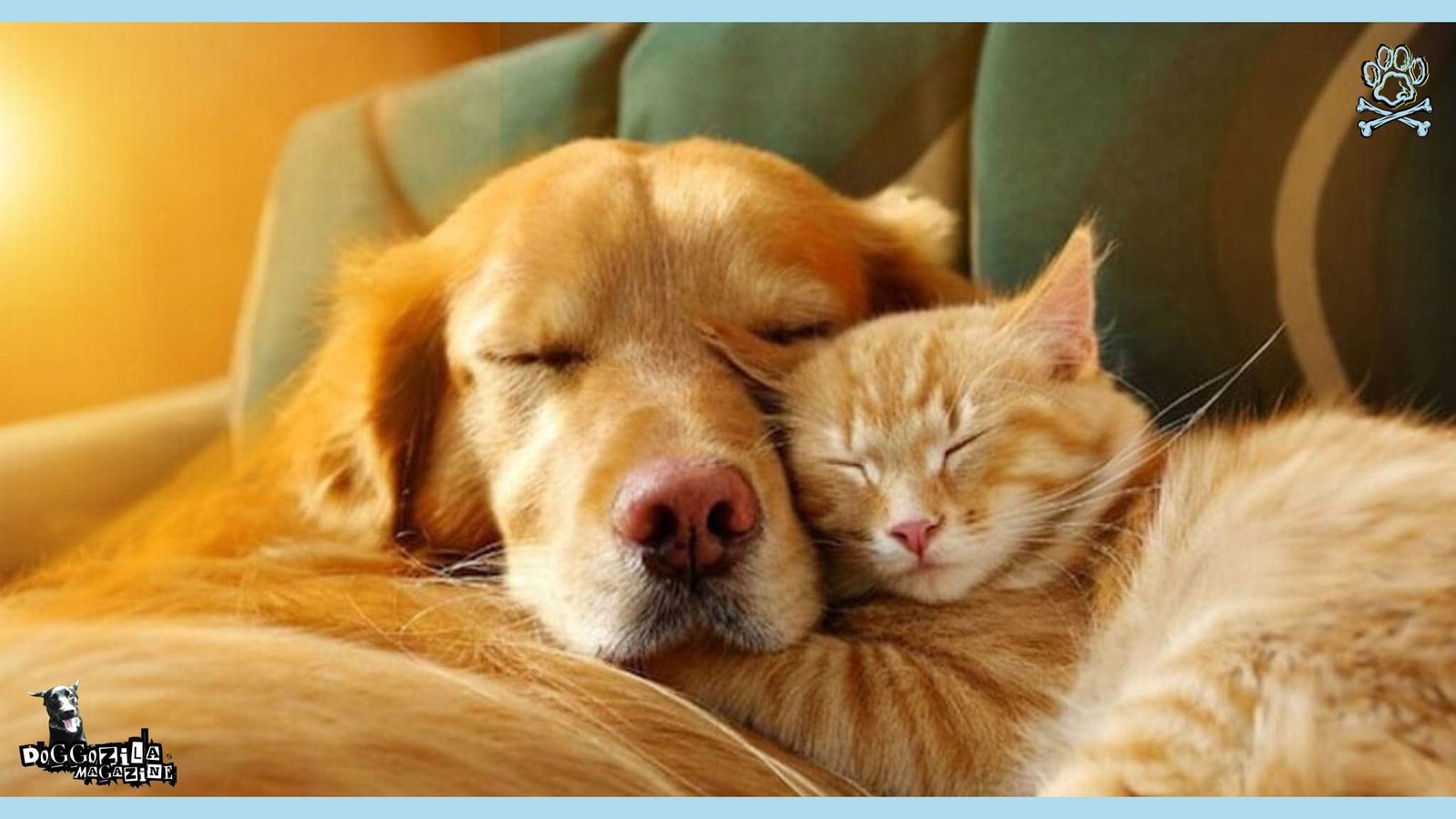 puppy and kitty sleeping