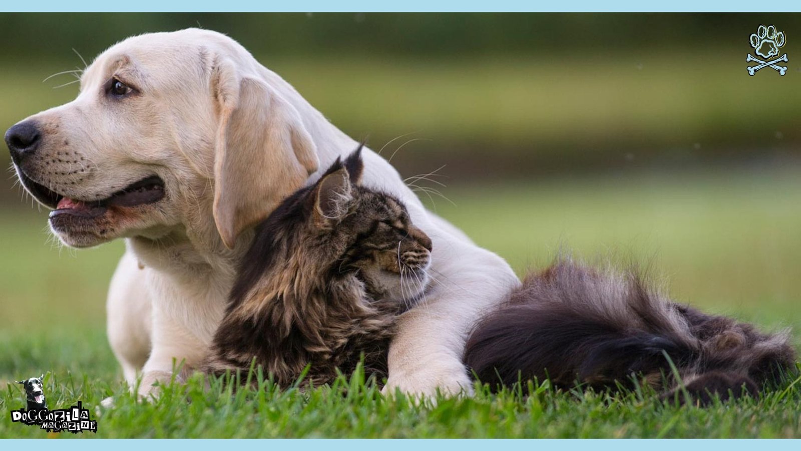 puppy and kitty are friends