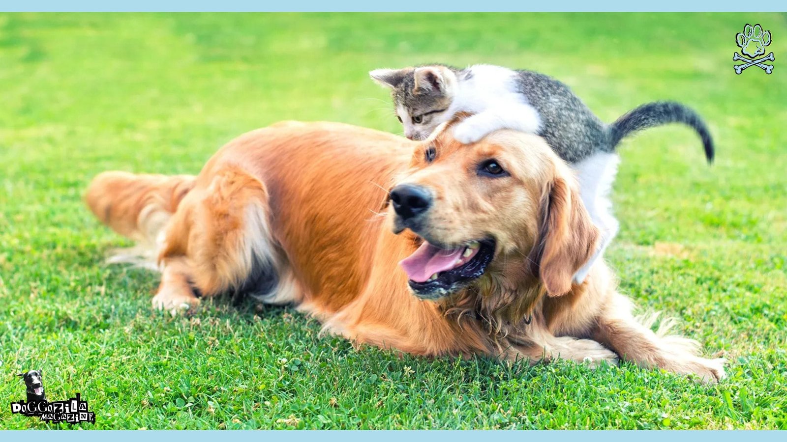 Dog Allergies: Can Dogs Be Allergic to Cats?