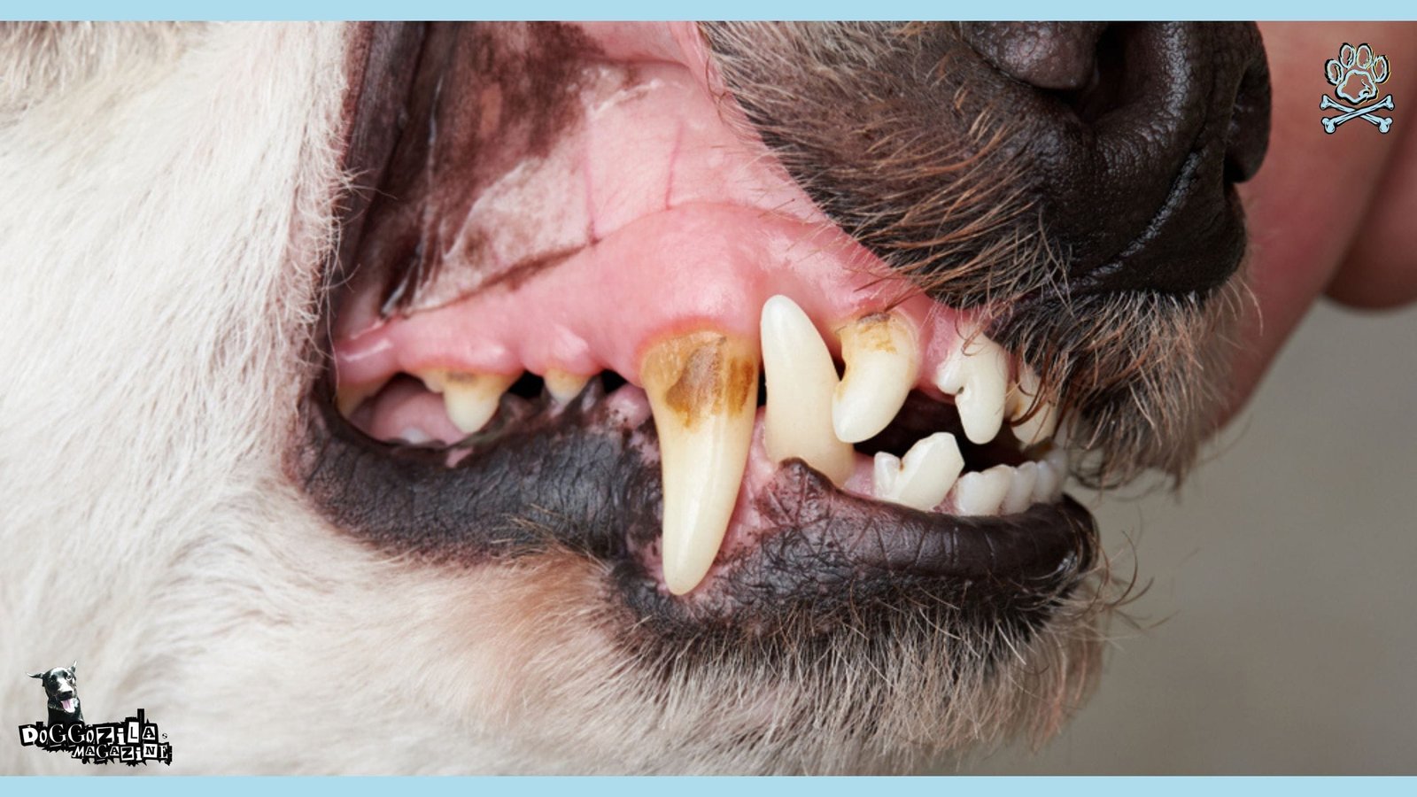 Dog Dental Care