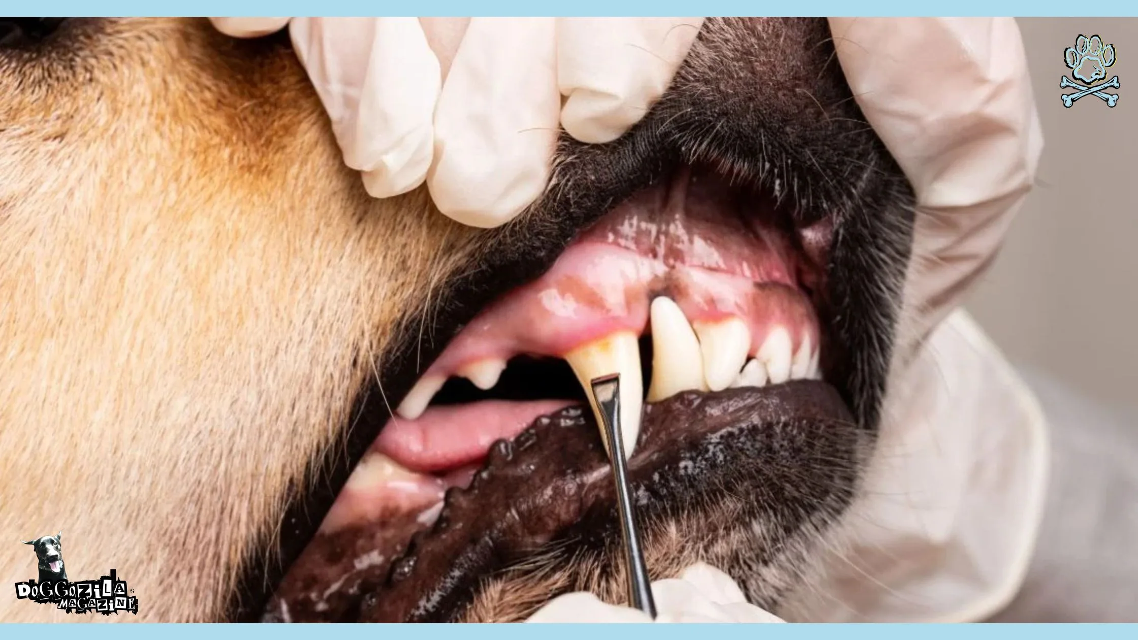 Dog Dental Care