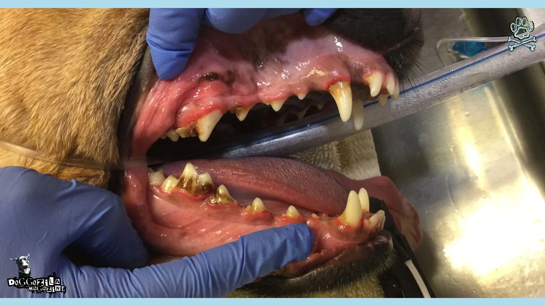 Dog Dental Care