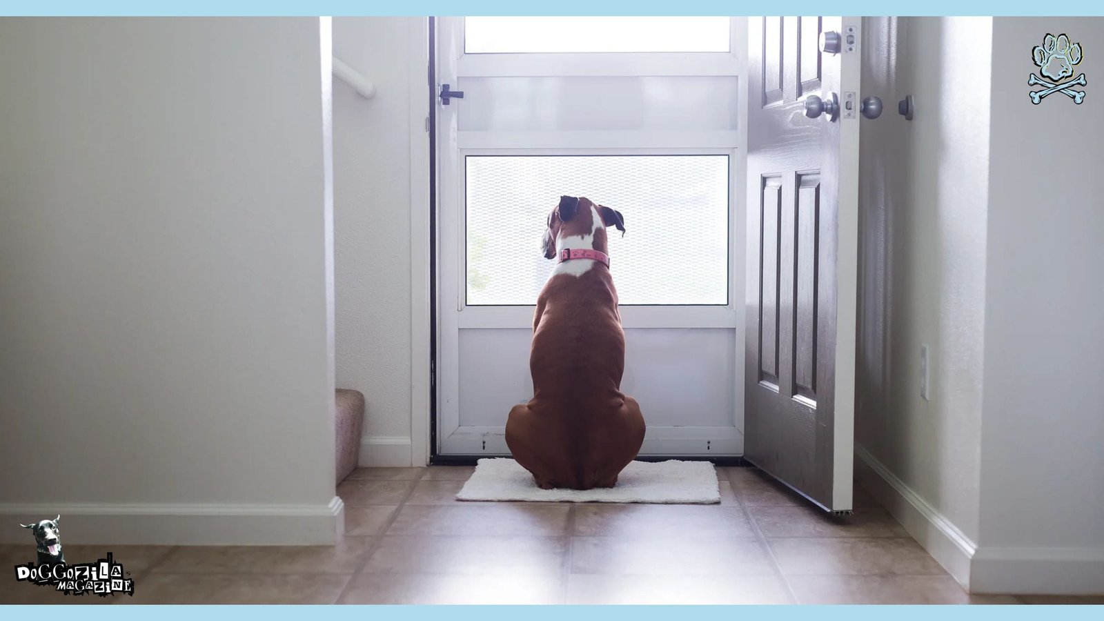 dog waiting at the door