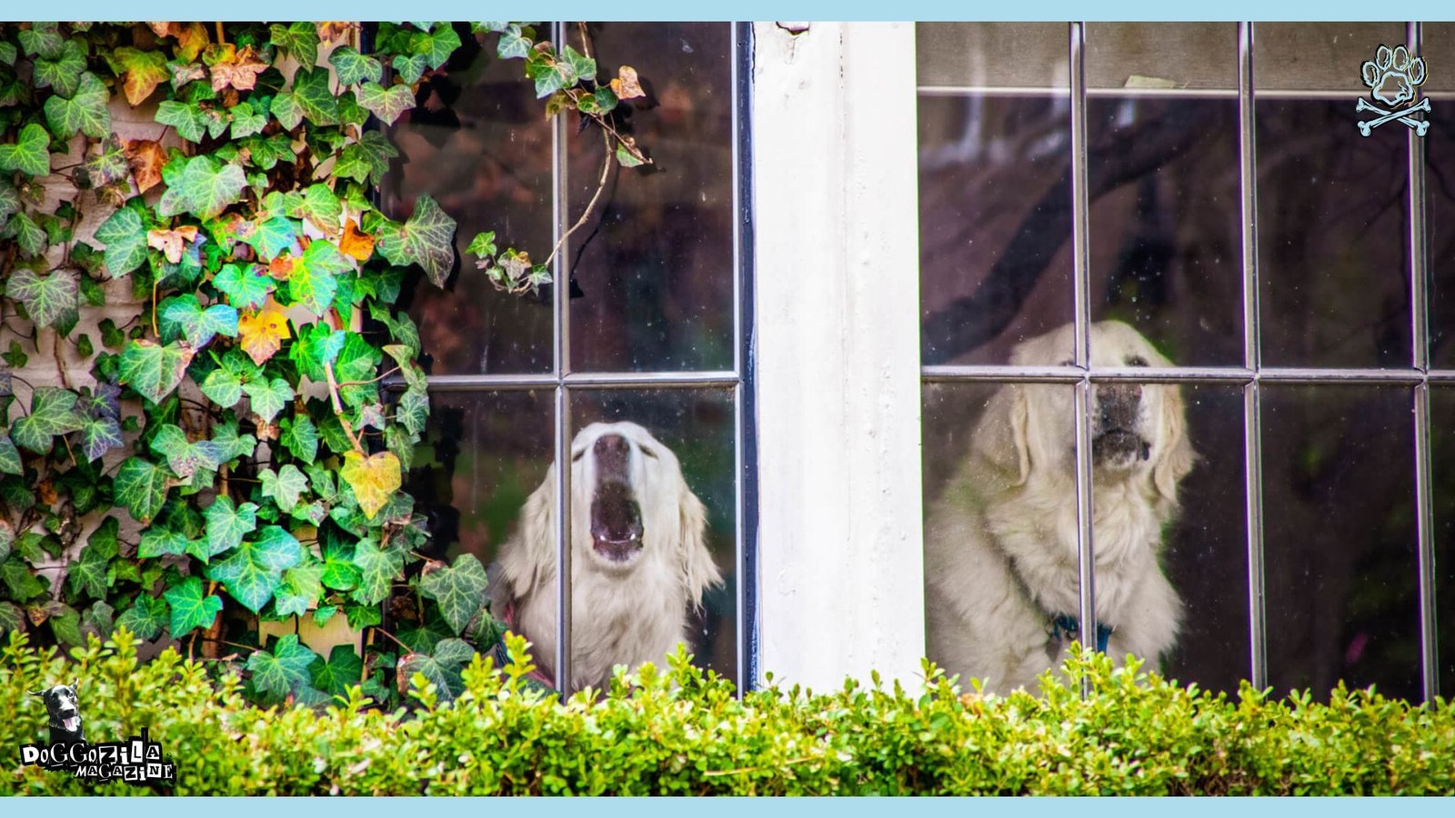 Doorbell Dog Etiquette