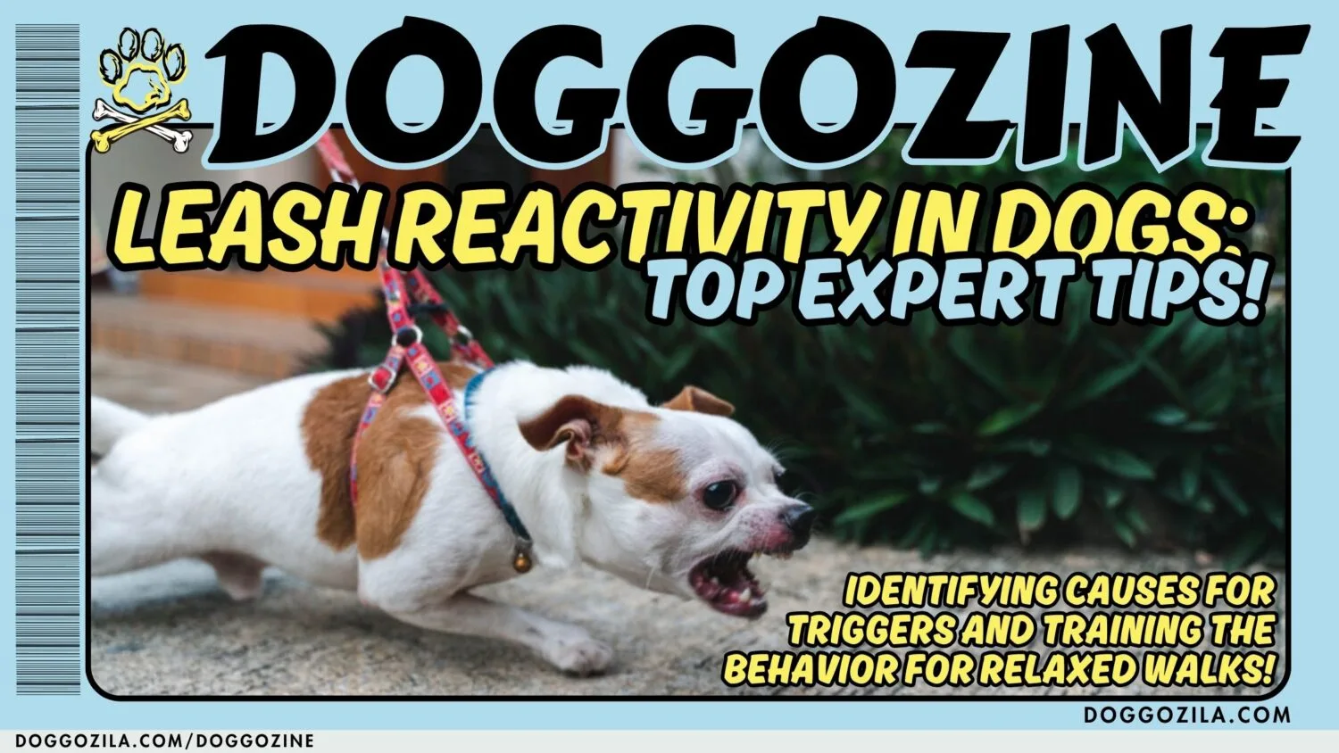 Leash Reactivity In Dogs