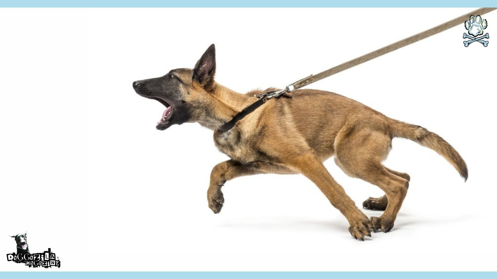 Leash Reactivity In Dogs