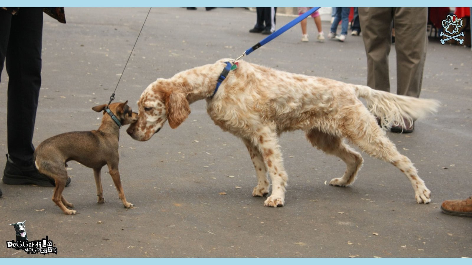 dogs touching noses