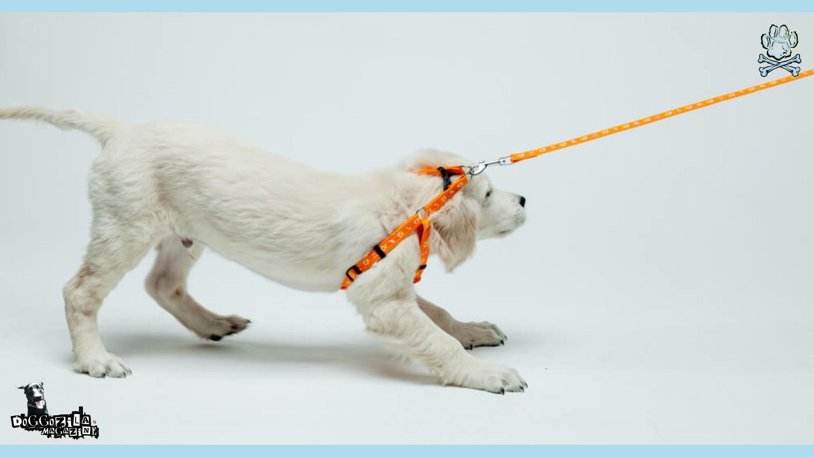 Leash Reactivity In Dogs