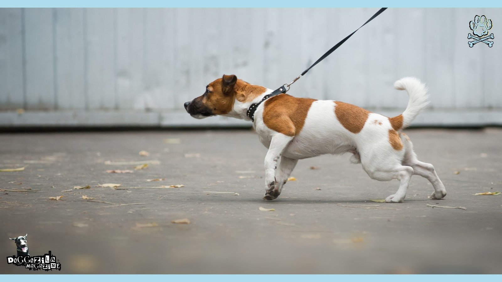 Leash Reactivity In Dogs