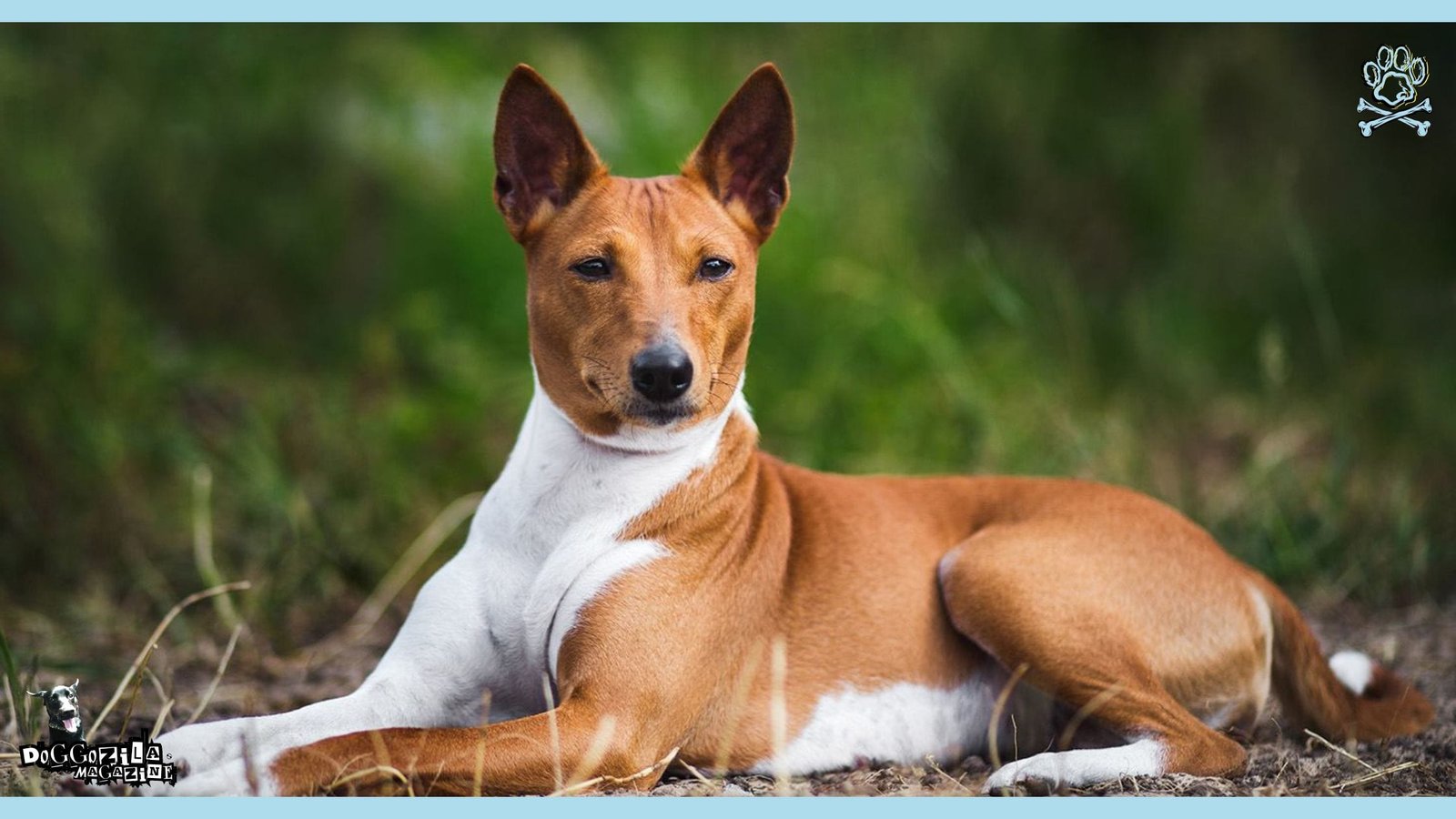 basenji the barkless dog