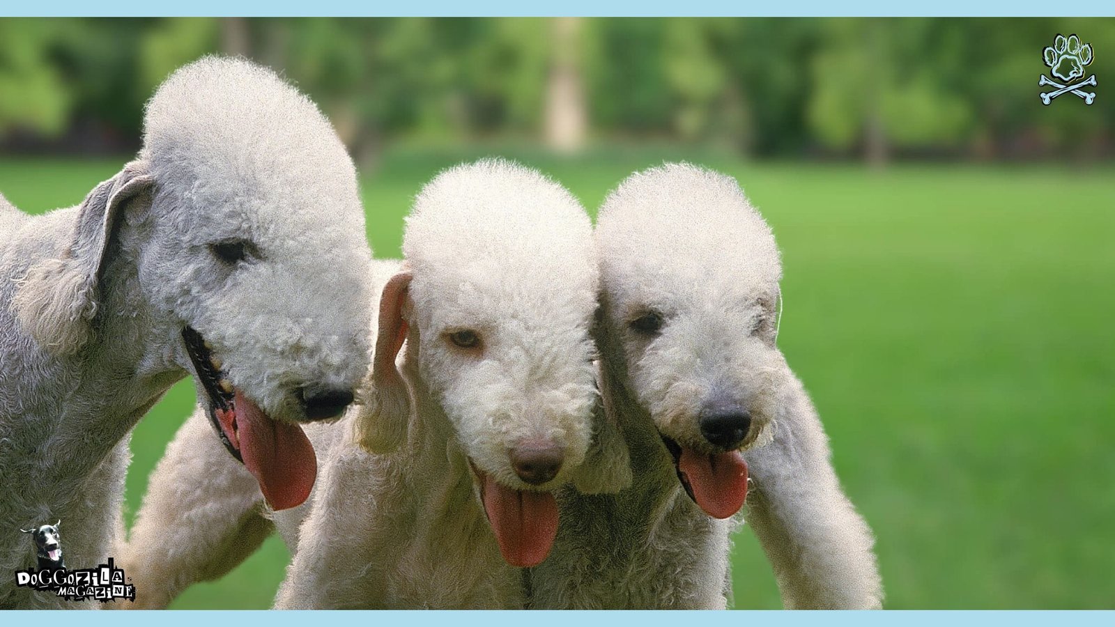 Bedlington Terrier