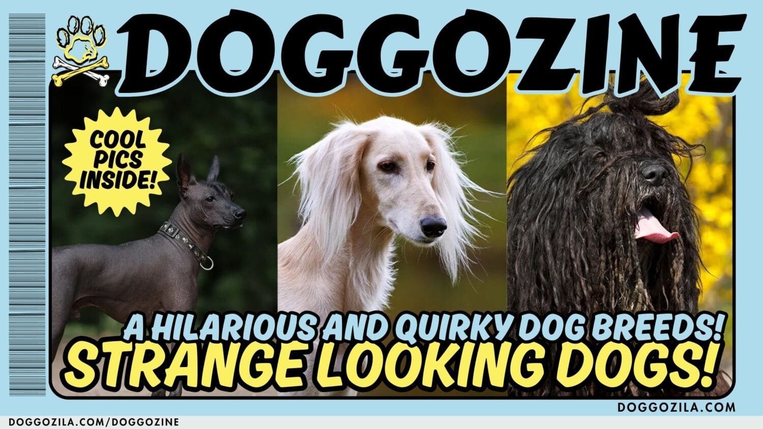 Strange Looking Dog Breeds