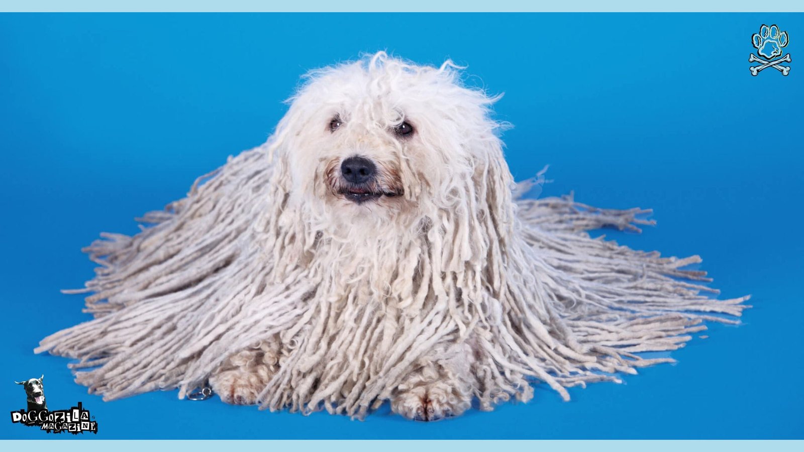 Puli - Strange Looking Dog Breeds