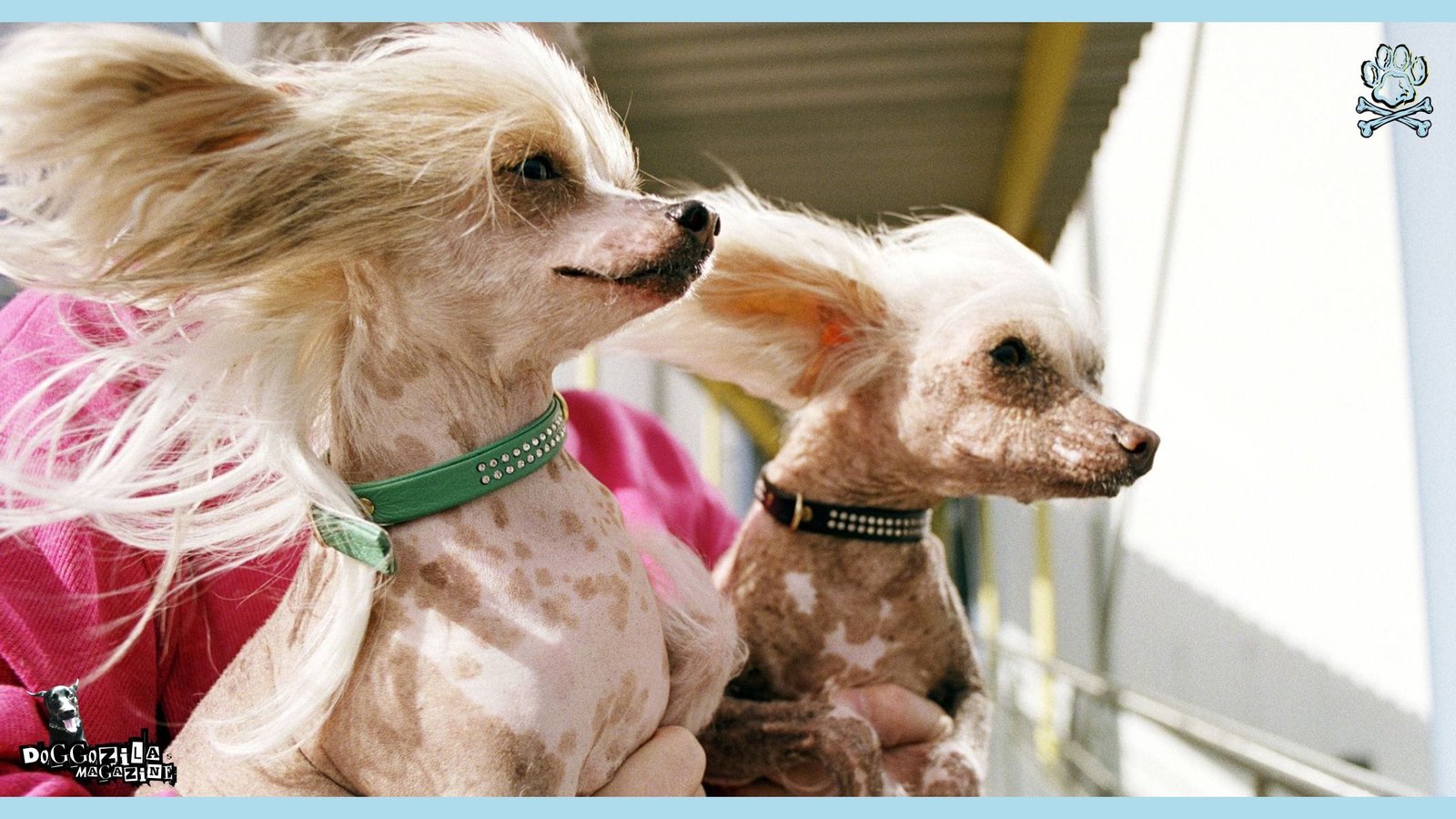 Chinese Crested