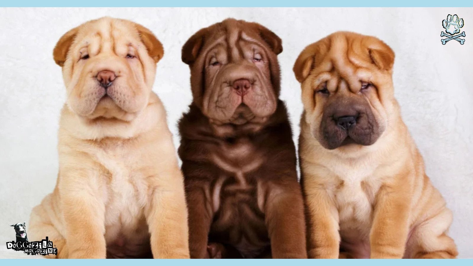 Shar Pei