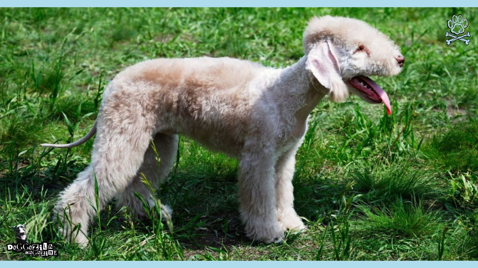 Bedlington Terrier