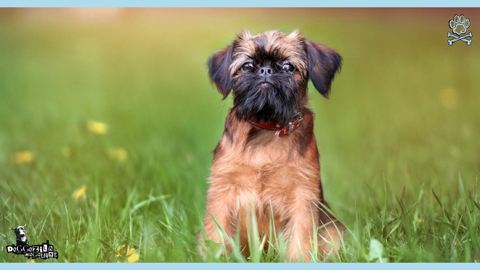 Strange Looking Dog Breeds