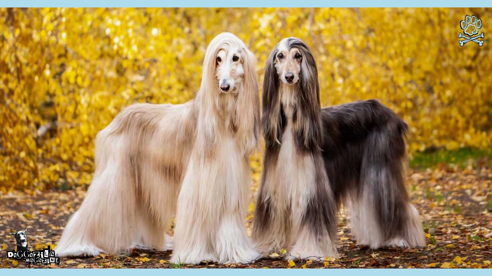 afghan hound