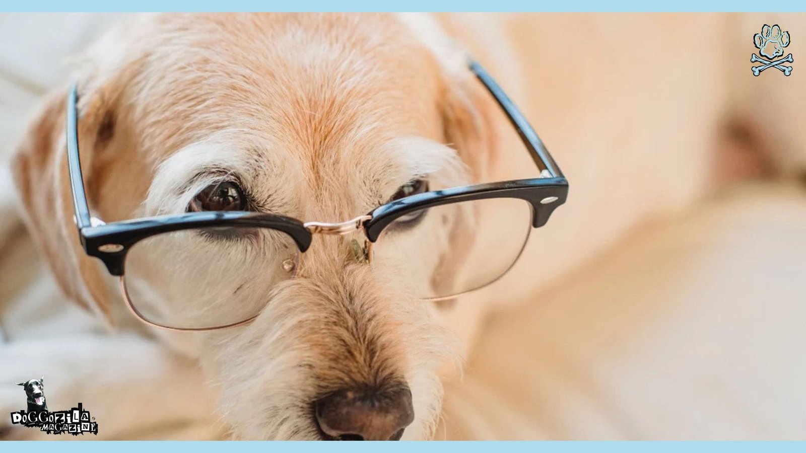 dog wearing glasses